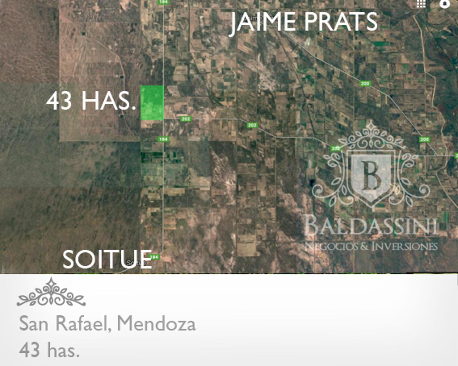 43 HAS SOBRE RUTA 184 - SAN RAFAEL - MENDOZA · San Rafael — foto 3