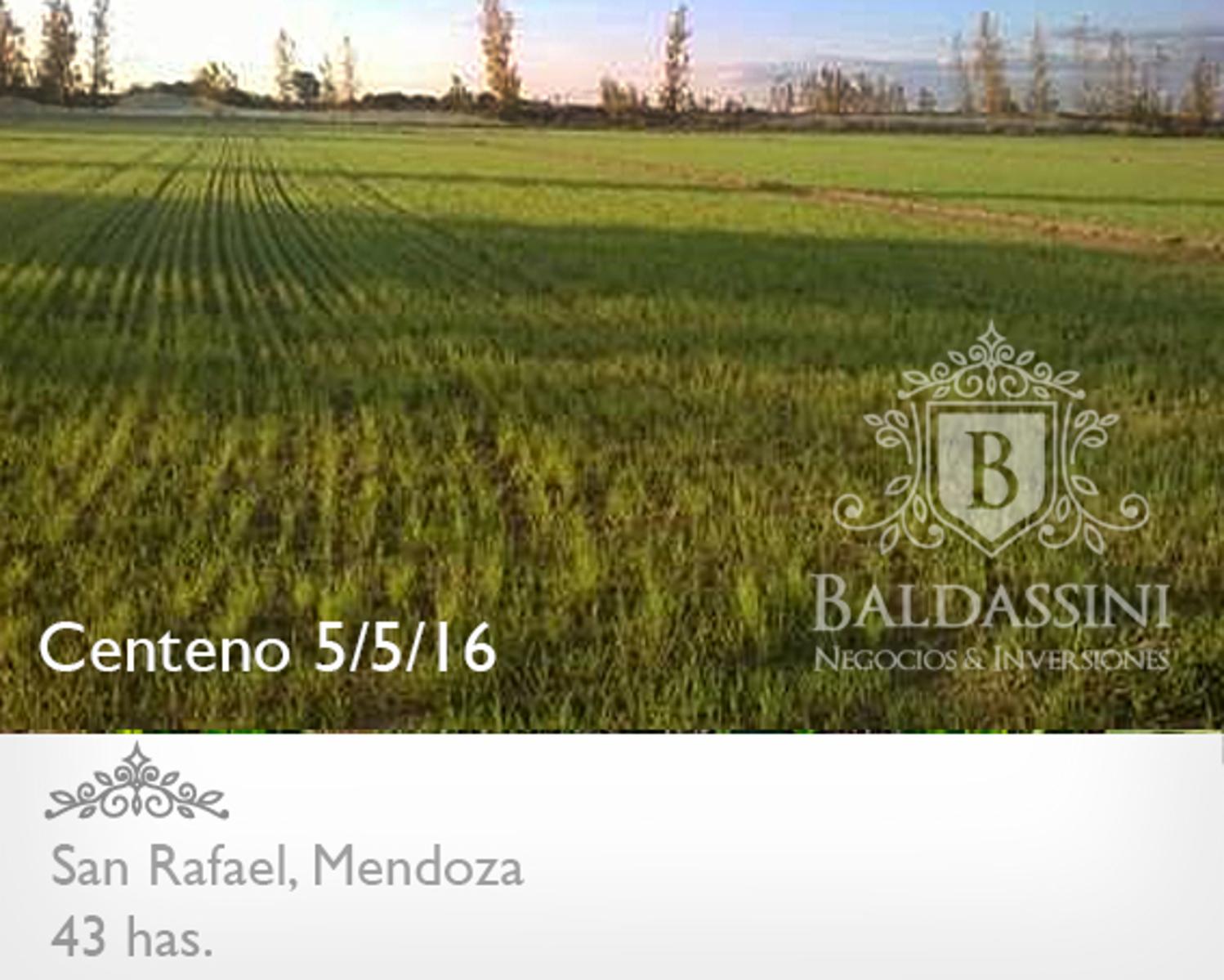43 HAS SOBRE RUTA 184 - SAN RAFAEL - MENDOZA · San Rafael — foto 4