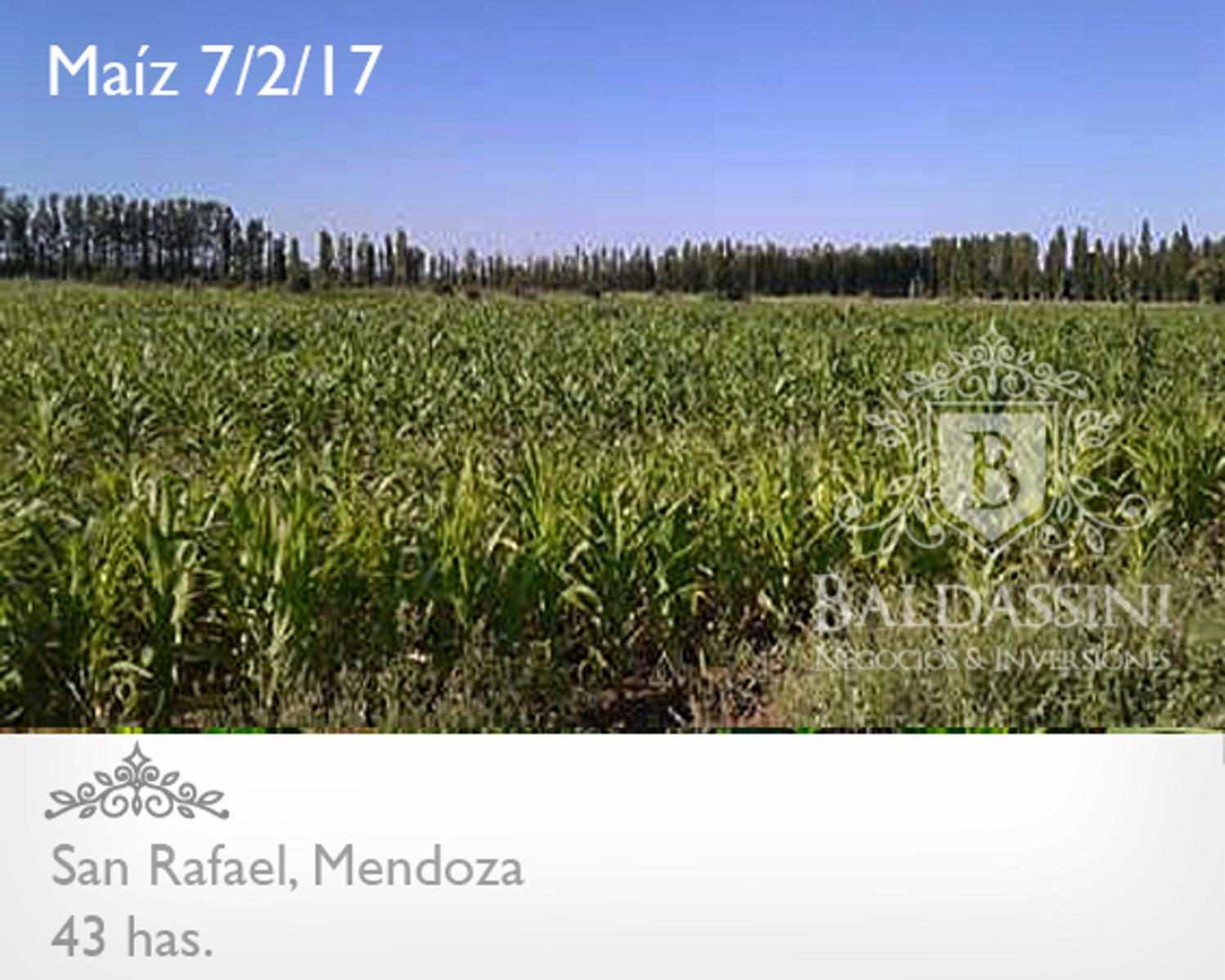 43 HAS SOBRE RUTA 184 - SAN RAFAEL - MENDOZA · San Rafael — foto 5