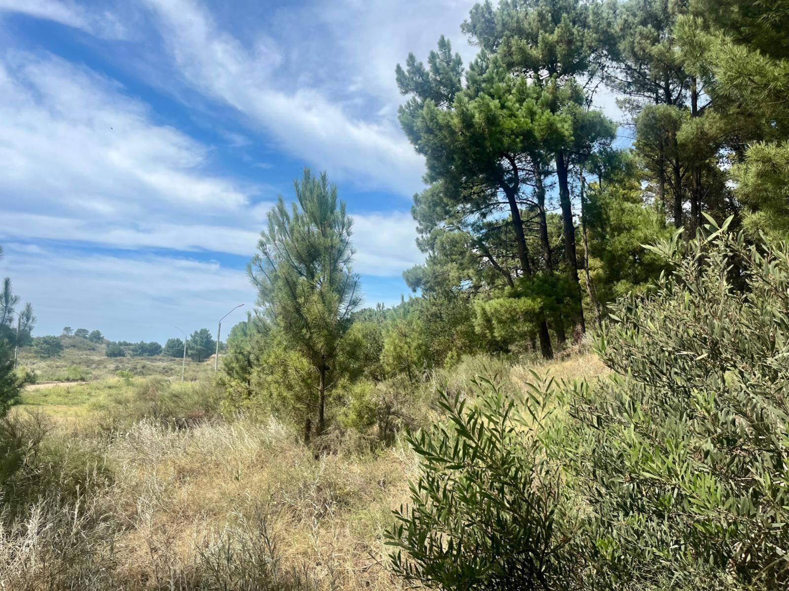 Maipu entre El Tero y La Torcaza · Monte Hermoso — foto 4