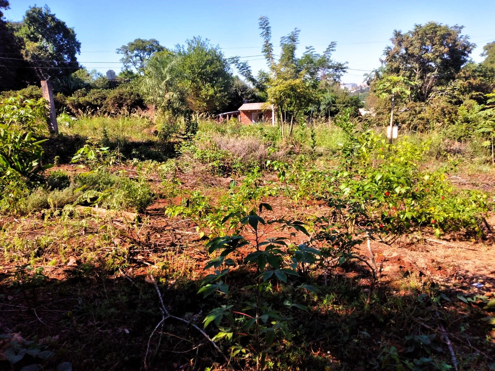 Código 511 · Oberá — foto 6