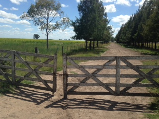 A 5 km de R63 y 215km de Caba · Las Flores — foto 4