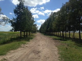 A 5 km de R63 y 215km de Caba · Las Flores — foto 5