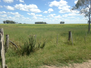 A 5 km de R63 y 215km de Caba · Las Flores — foto 6