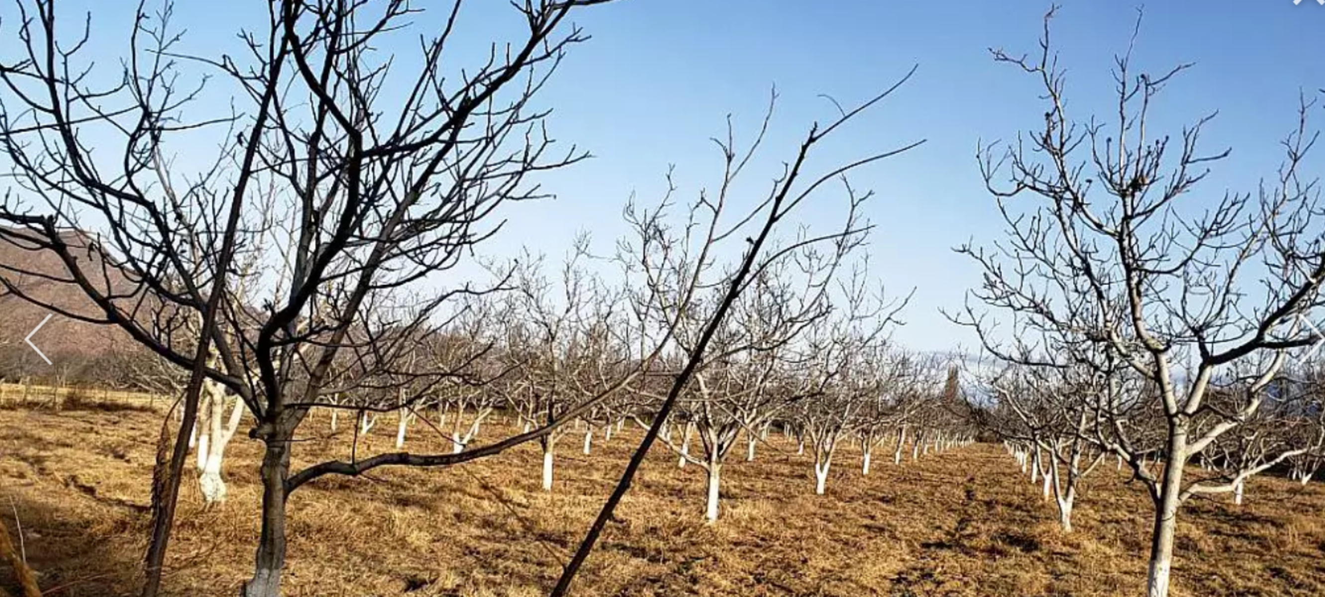 Finca de Nogales 8ha + Viñedos 2ha Famatina, La Rioja - (10 HECTAREAS)