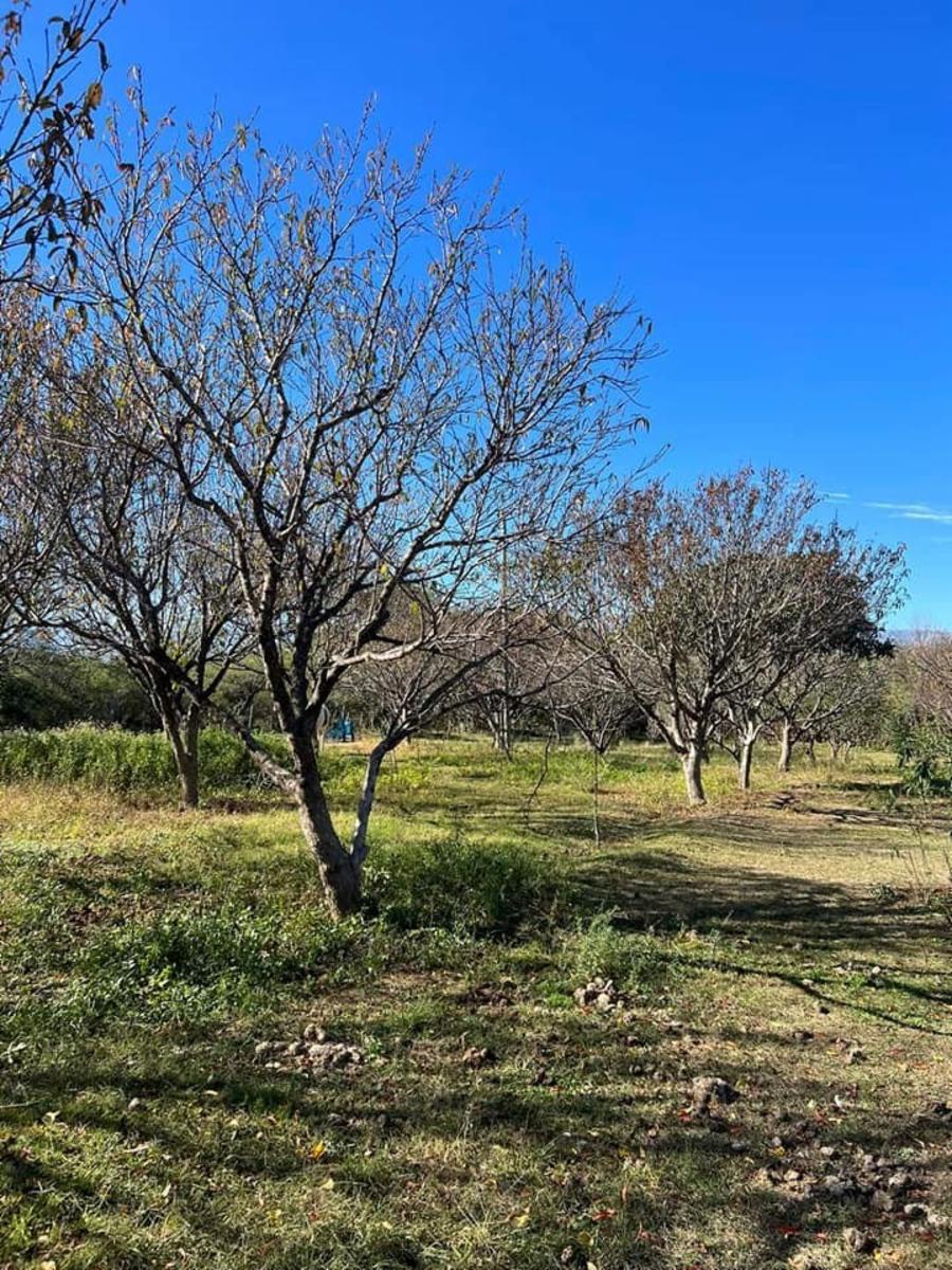 SANTA ROSA DEL CONLARA, SAN LUIS · Junín — foto 17