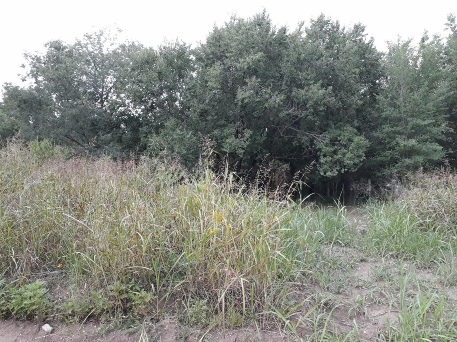 Nido de Zorsales · Punilla — foto 3