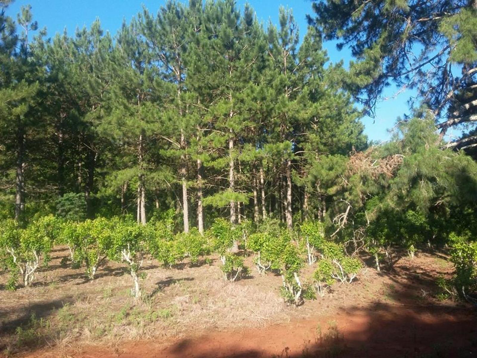 ---SOBRE RUTA 8--- A ALBA POSSE KM 21.. CAMPO GRANDE. · Veinticinco de Mayo — foto 6