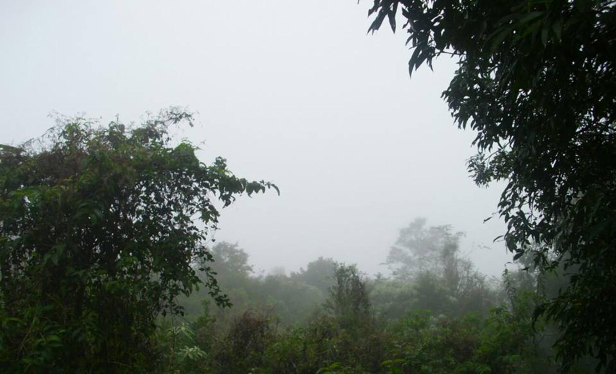---SOBRE RUTA 8--- A ALBA POSSE KM 21.. CAMPO GRANDE. · Veinticinco de Mayo — foto 8