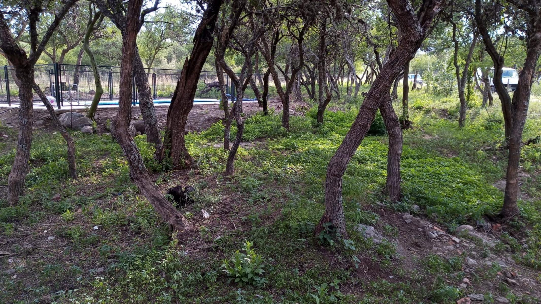Gandi · Junín — foto 6