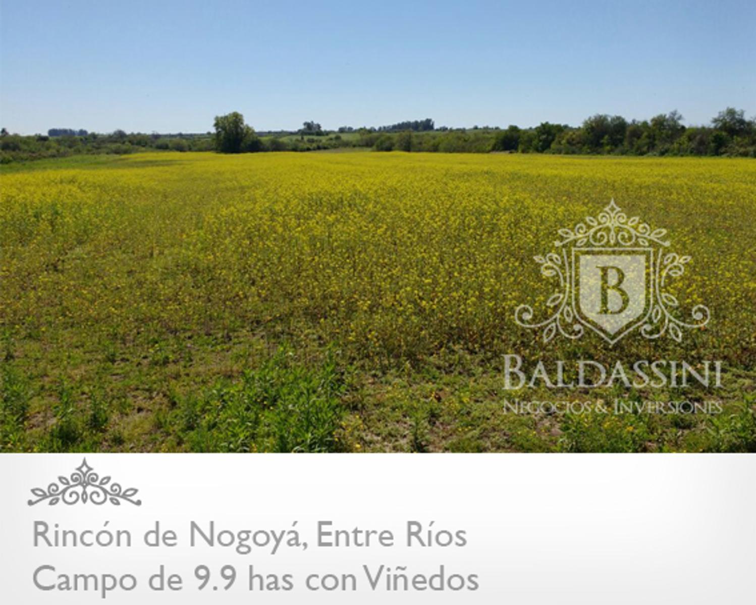 CAMPO DE 10 HAS. CON VIÑEDOS EN RINCÓN DE NOGOYÁ - ENTRE RÍOS - TU BODEGA A 300 KM DE BSAS | CÓDIGO: B0291