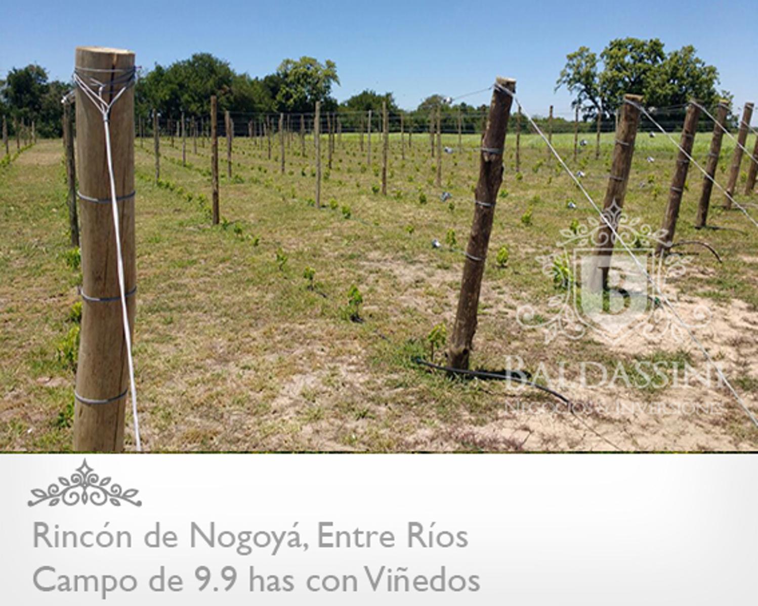 10 HAS EN RINCÓN DE NOGOYÁ - CON VIÑEDO · Nogoyá — foto 3