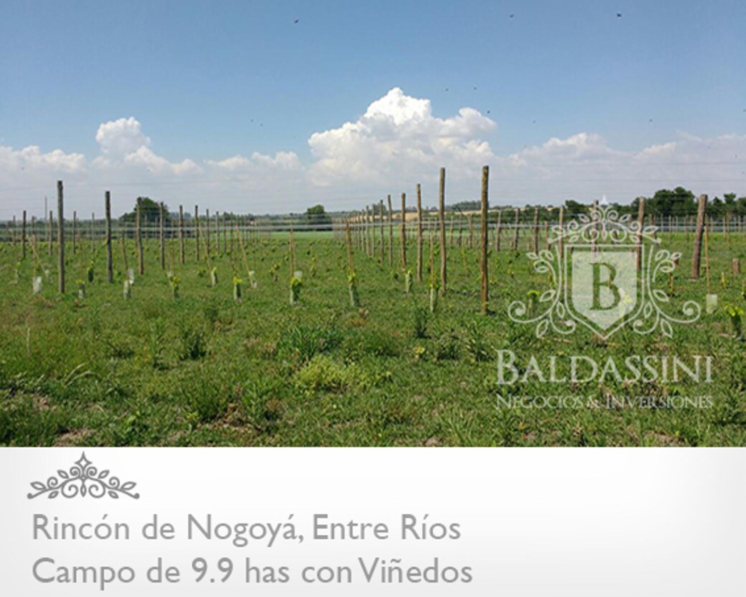 10 HAS EN RINCÓN DE NOGOYÁ - CON VIÑEDO · Nogoyá — foto 4