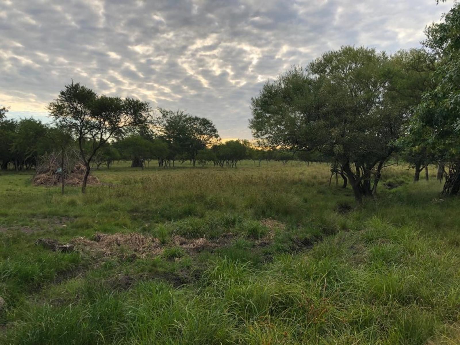 Hoffman · Colón — foto 6