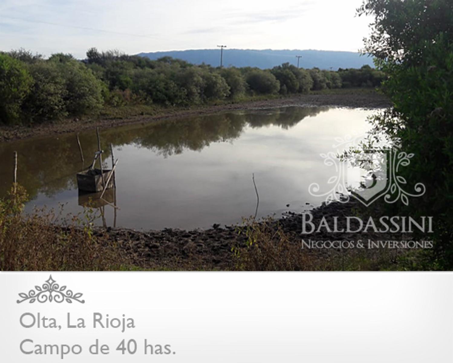 CAMPO DE 40 HAS EN OLTA SOBRE RUTA - LUZ TRIFÁSICA - ALAMBRADO · General Belgrano — foto 11