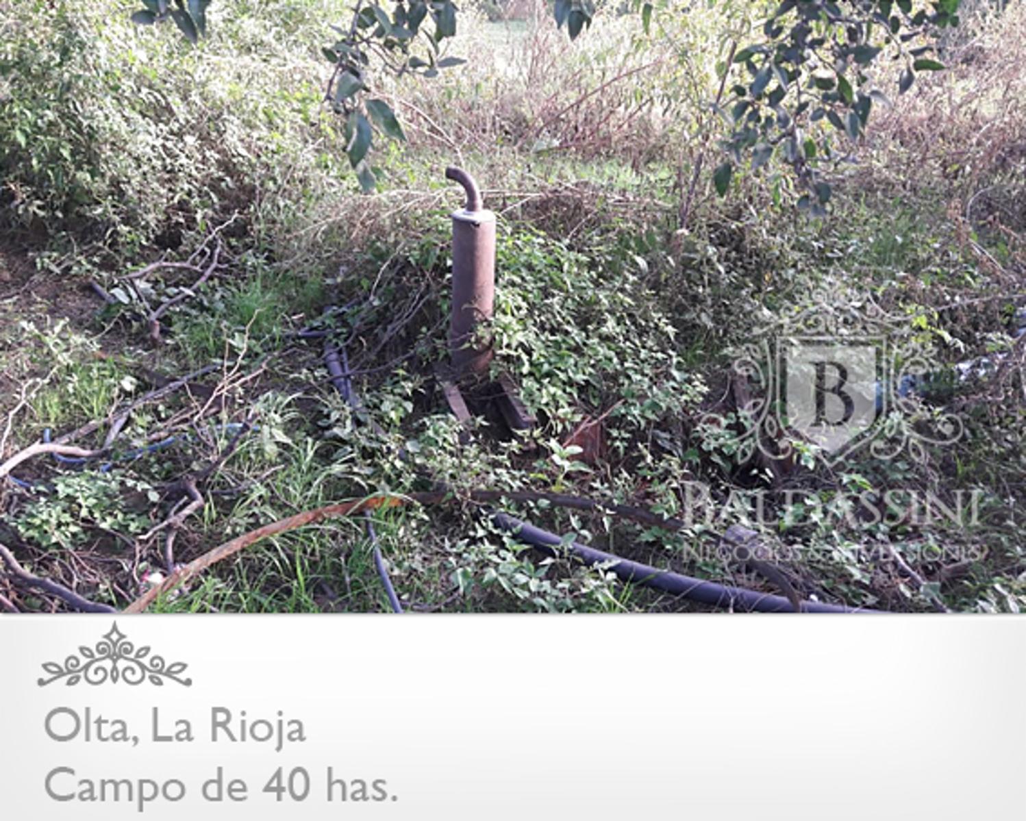 CAMPO DE 40 HAS EN OLTA SOBRE RUTA - LUZ TRIFÁSICA - ALAMBRADO · General Belgrano — foto 12