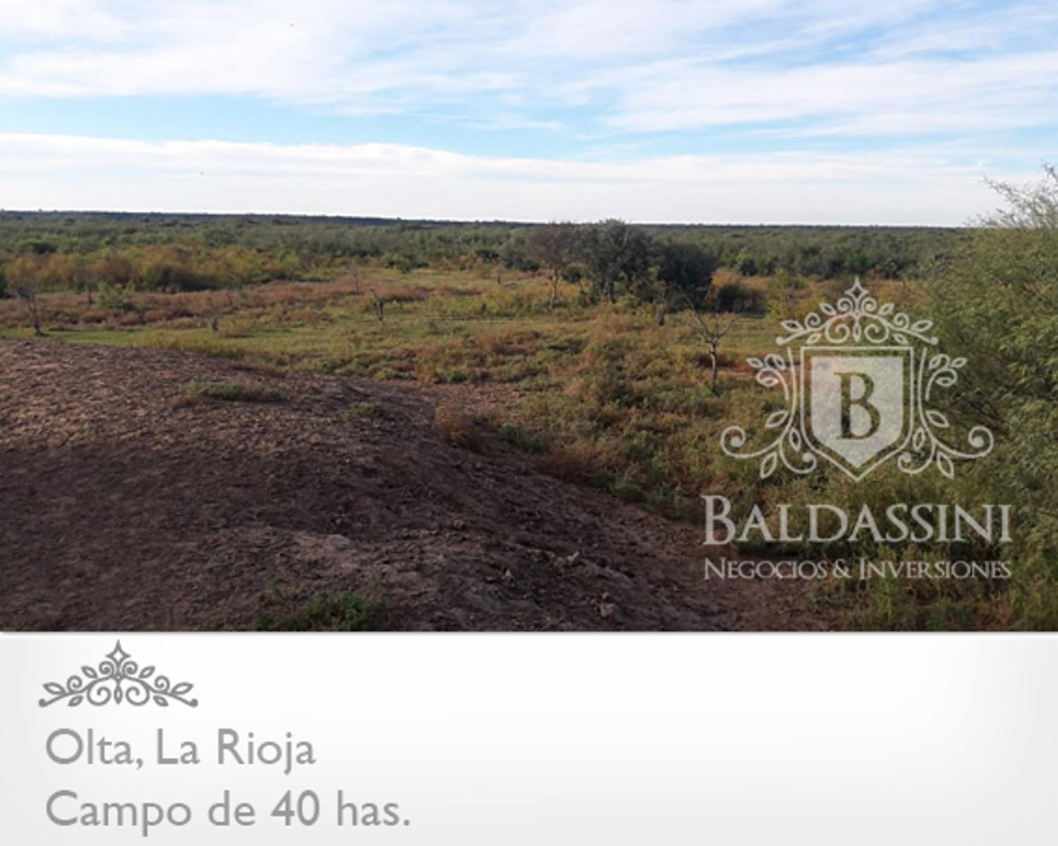 CAMPO DE 40 HAS EN OLTA SOBRE RUTA - LUZ TRIFÁSICA - ALAMBRADO · General Belgrano — foto 3