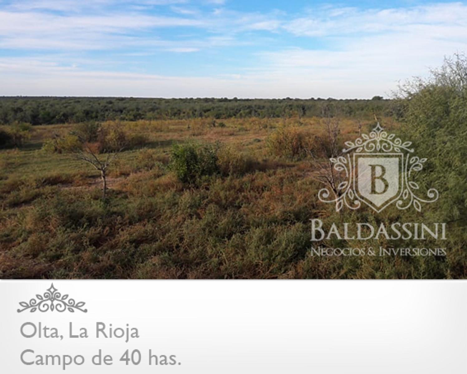 CAMPO DE 40 HAS EN OLTA SOBRE RUTA - LUZ TRIFÁSICA - ALAMBRADO · General Belgrano — foto 5