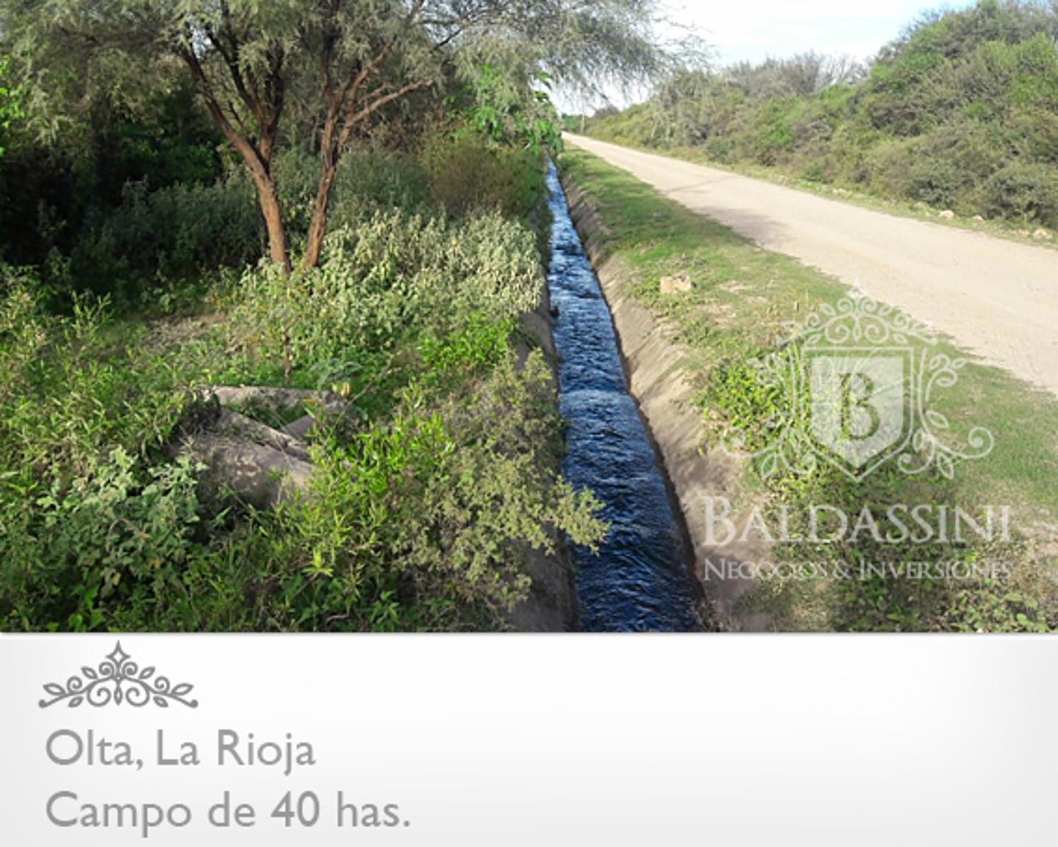 CAMPO DE 40 HAS EN OLTA SOBRE RUTA - LUZ TRIFÁSICA - ALAMBRADO · General Belgrano — foto 9