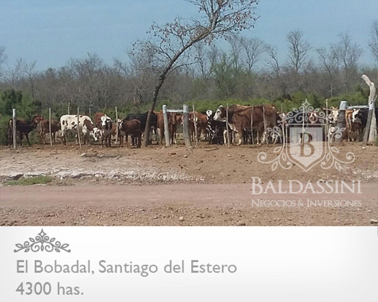 RUTA 3 Y RUTA 204 - 4300 HAS EN EL BOBADAL · Jimenez — foto 3