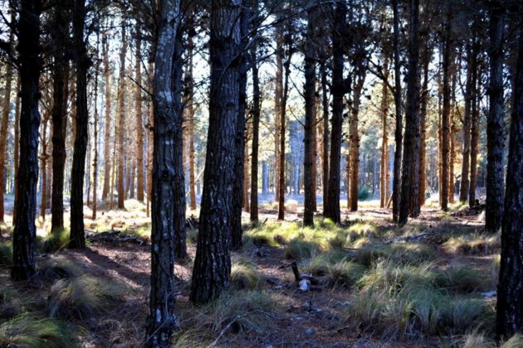Villa Robles · Pinamar — foto 3