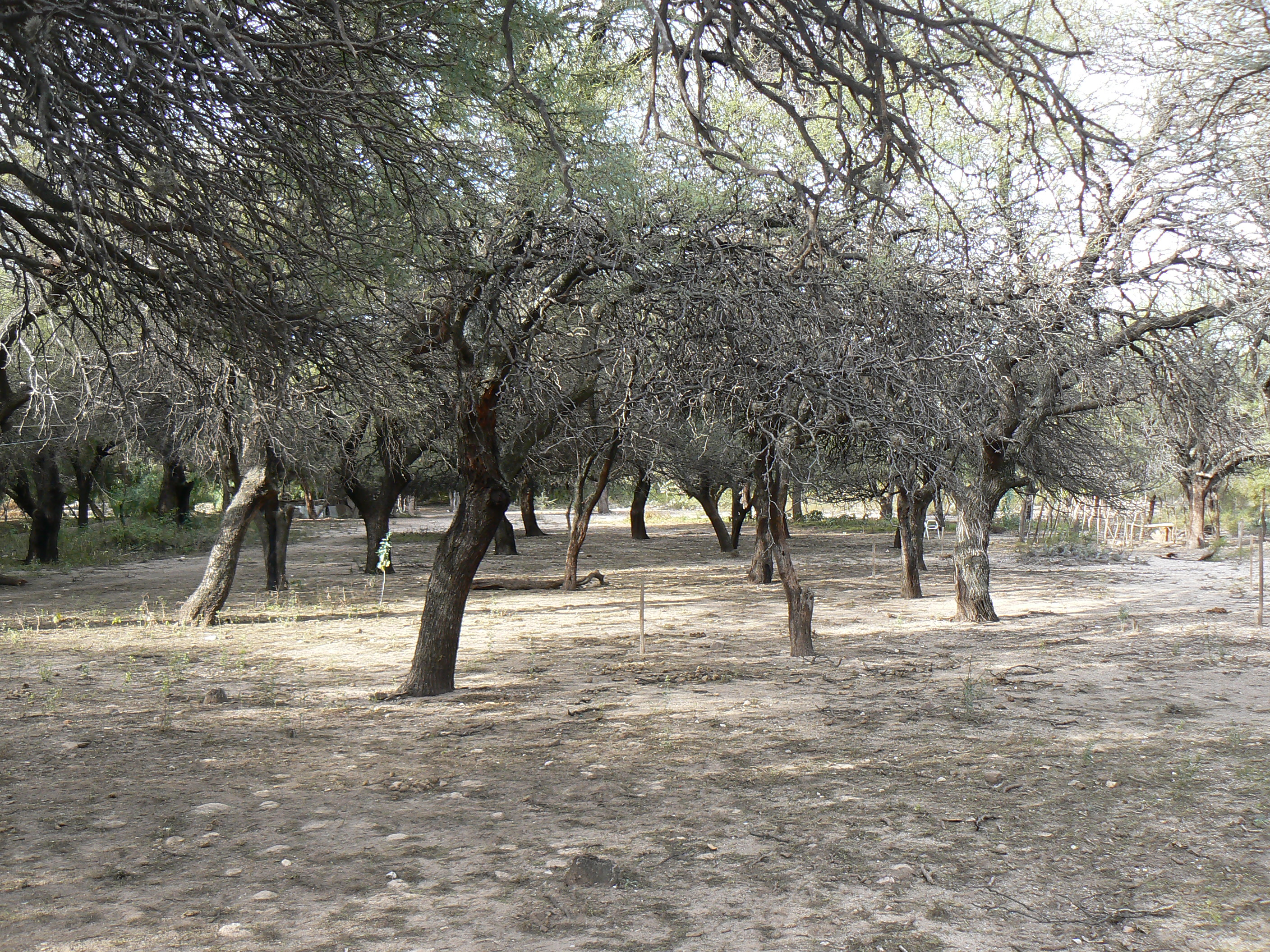 LOS QUEBRACHOS · Cruz del Eje — foto 3
