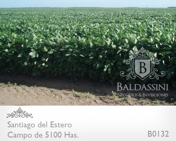 SE VENDE EXCELENTE CAMPO DE 5100 HAS. A TRANQUERA CERRADA EN SANTIAGO DEL ESTERO - EN PRODUCCIÓN - HERRAMIENTAS - MAQUINARIAS - GANADO