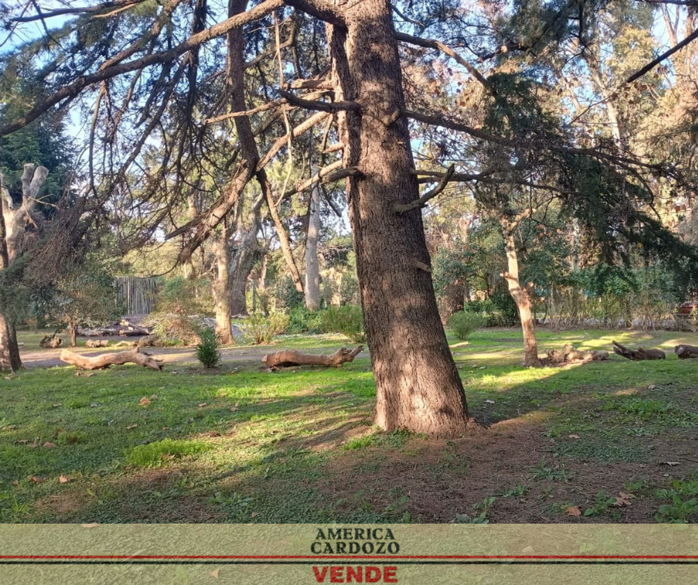 SOLIS · Moreno — foto 4