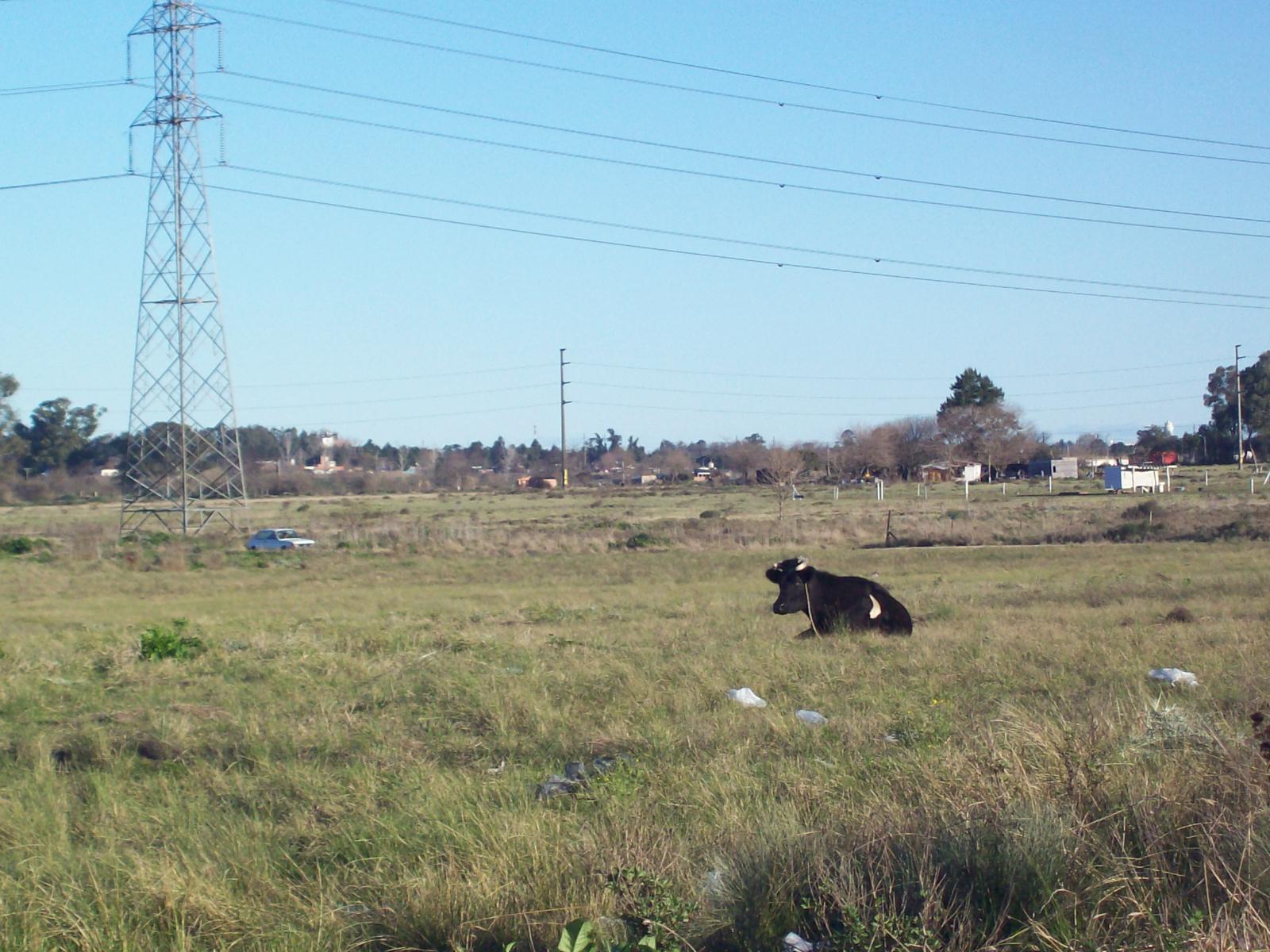 167 Y 526 · La Plata — foto 3