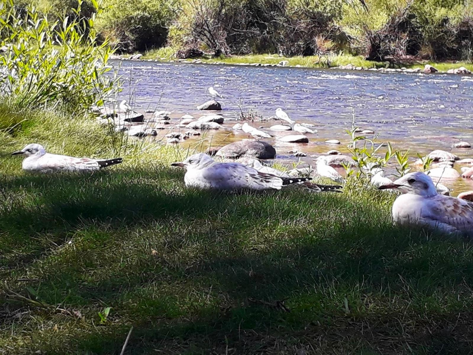 Ruta 23 · Aluminé — foto 23
