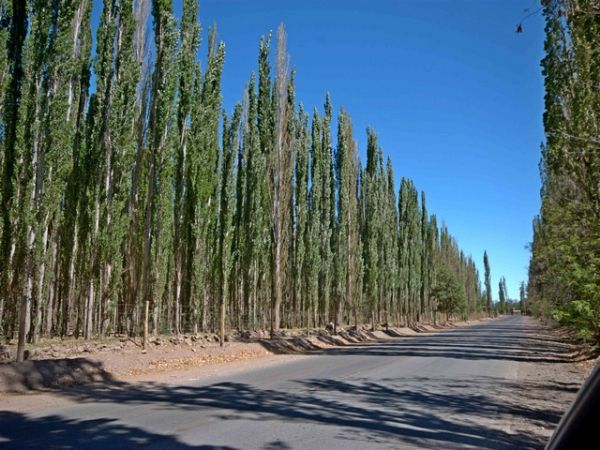 Calle Roca y Las Heras · Calingasta — foto 4