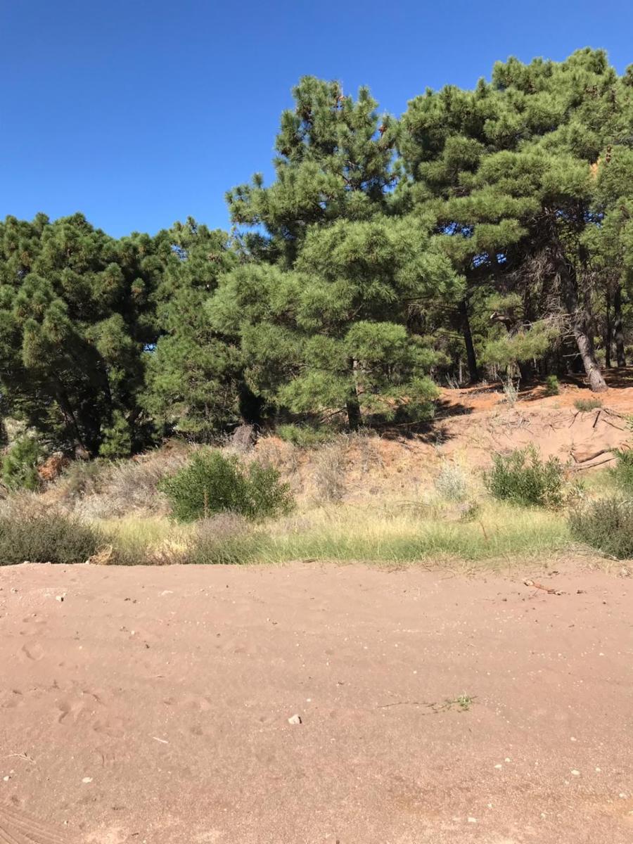 Bosque Alegre esquina El Tero · Monte Hermoso — foto 5