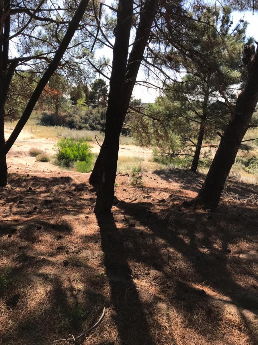 Bosque Alegre esquina El Tero · Monte Hermoso — foto 9