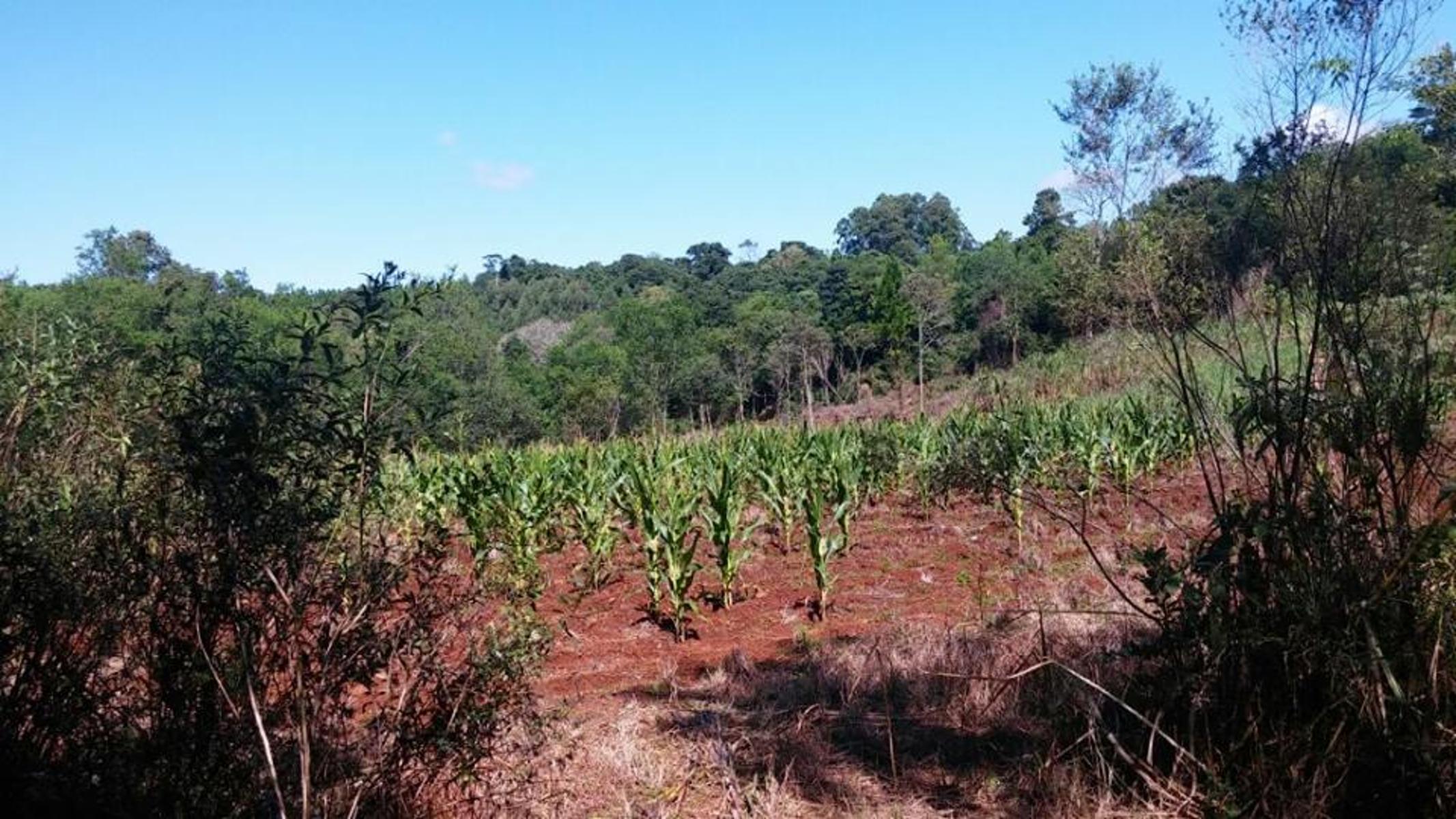 Colonia Cerro Cora ***REMATO - CHACRA -PROPIEDAD. $ 650000 $650.000 · Leandro N. Alem — foto 4