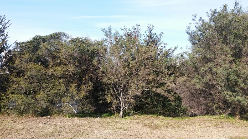 CINCO LOMAS · Colón — foto 3