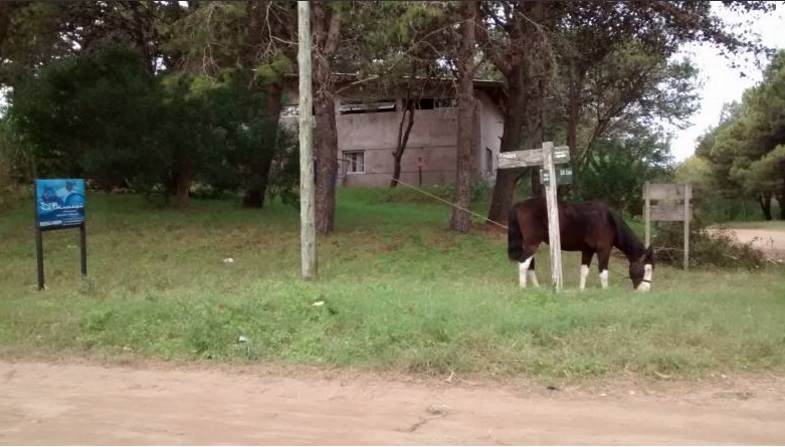 Lote en esquina, arbolado