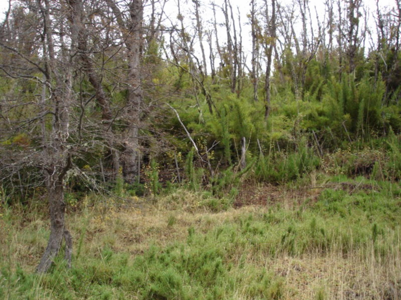 Ruta 40 km 2357 · Lacar — foto 5