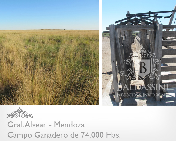 74.000 has. sobre Ruta 143 - Cochico - Mendoza · General Alvear — foto 4