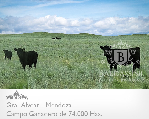 74.000 has. sobre Ruta 143 - Cochico - Mendoza · General Alvear — foto 5
