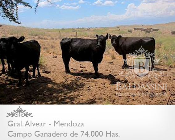 74.000 has. sobre Ruta 143 - Cochico - Mendoza · General Alvear — foto 10