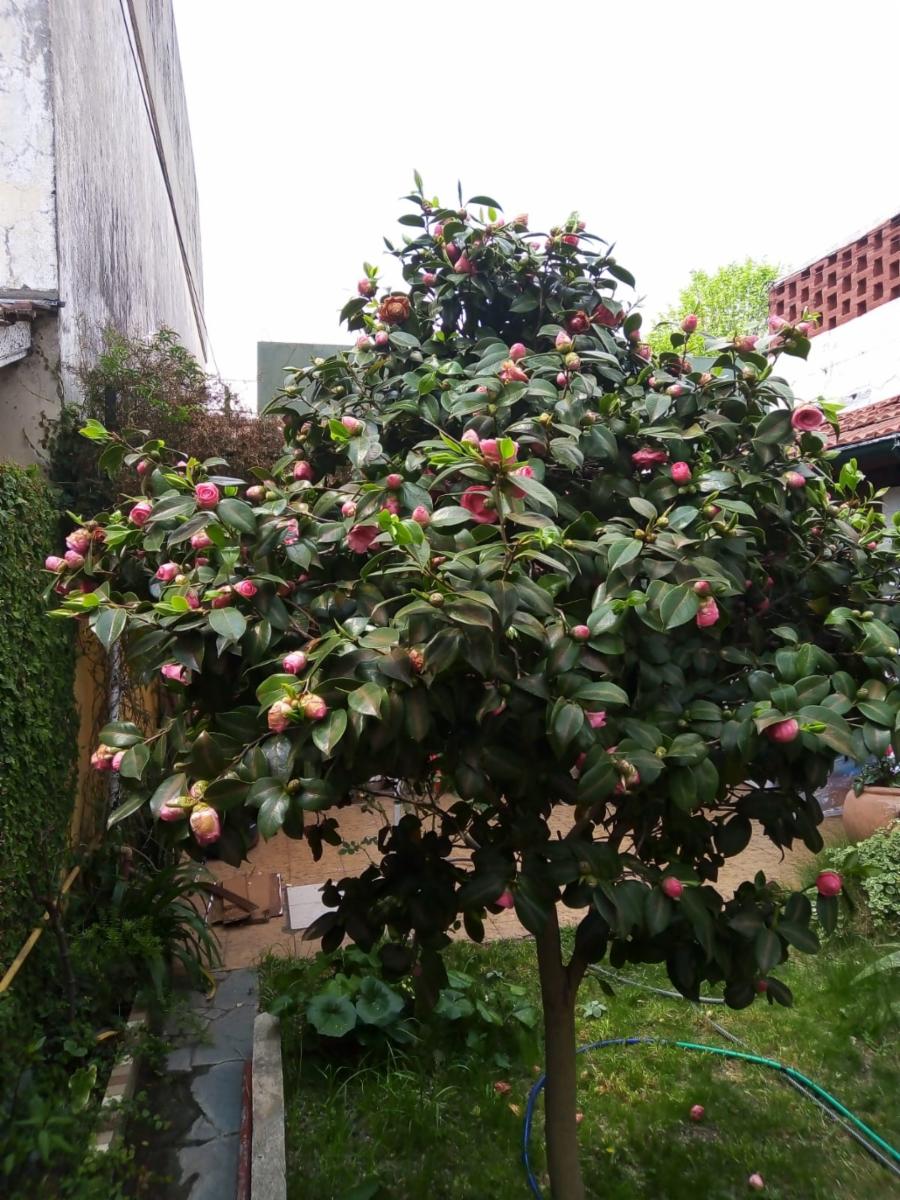 LARREA  900 · La Matanza — foto 3
