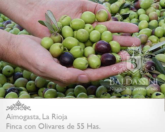 FINCA DE OLIVARES EN AIMOGASTA A 55 HAS. CON 4000 PLANTAS DE OLIVARES A 3 KM DE LA CIUDAD. SOBRE RUTA ASFALTADA. (RUTA 60) - Km. 1108