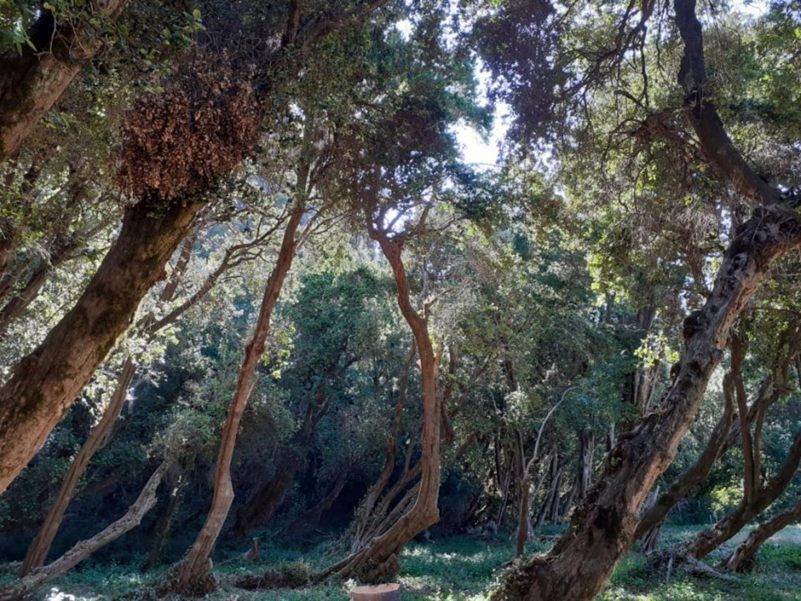 RUTA 40 · Cushamen — foto 10