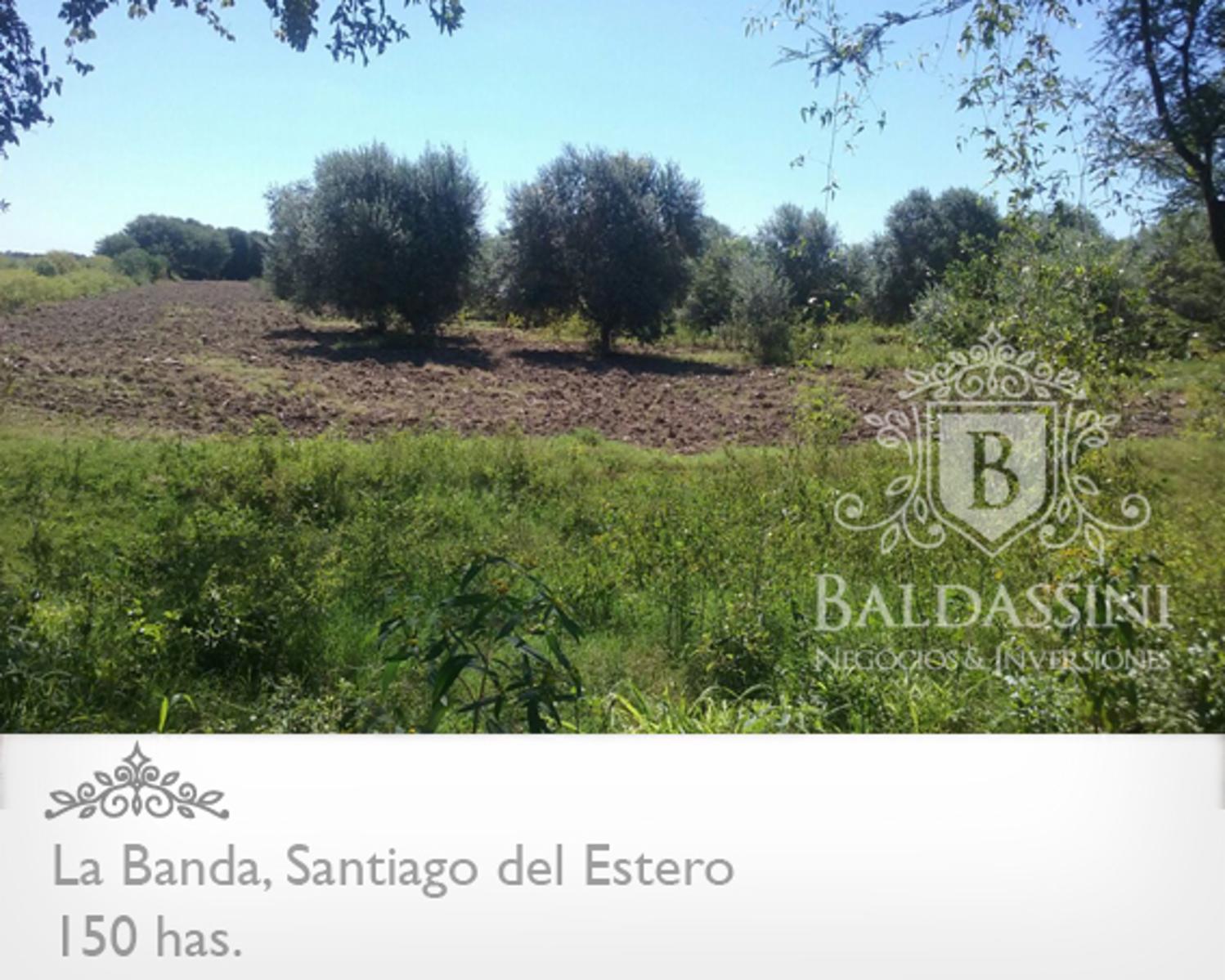 Campo 150 HAS Agrícola, en La Banda, Santiago del Estero · Capital — foto 3