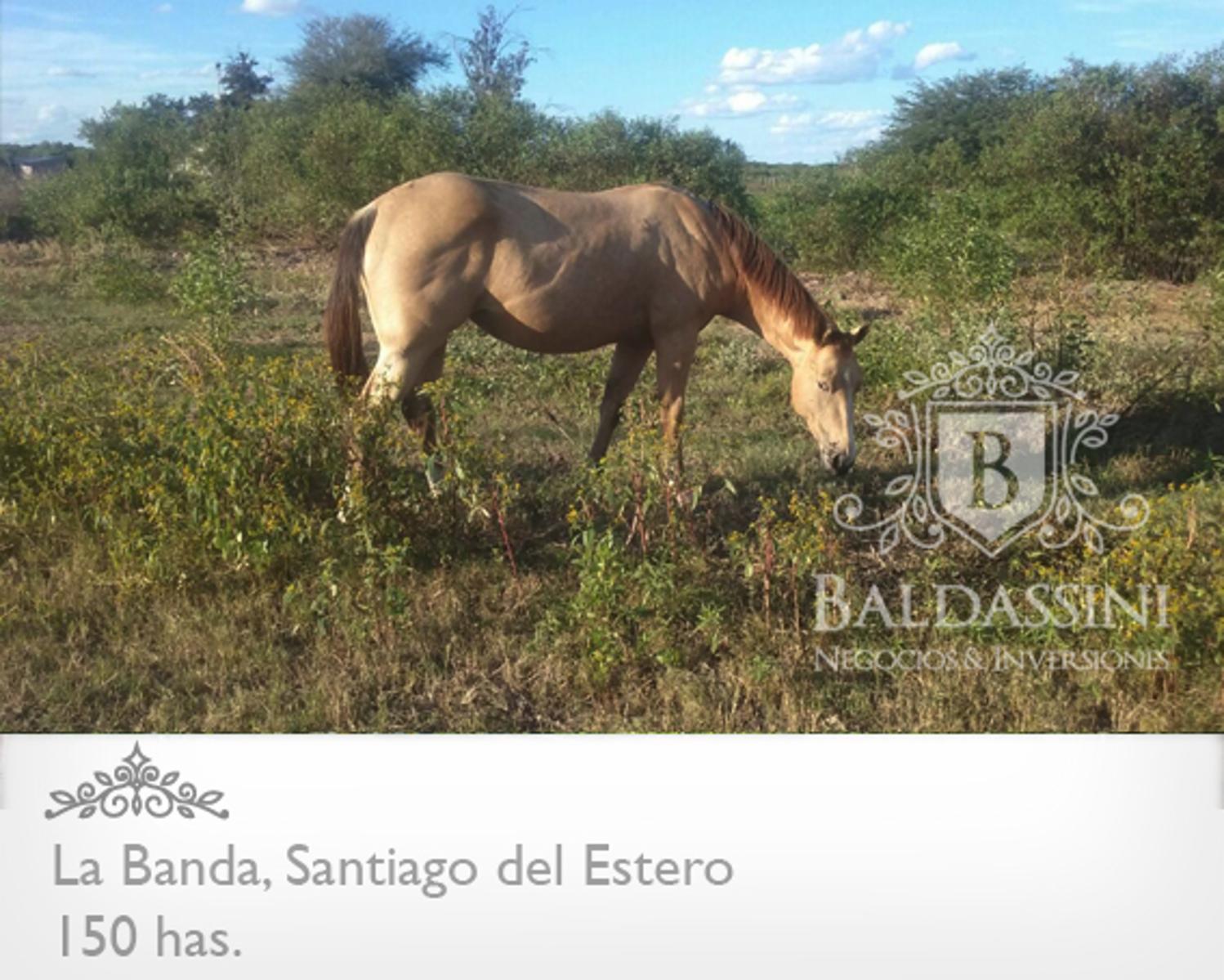 Campo 150 HAS Agrícola, en La Banda, Santiago del Estero · Capital — foto 4
