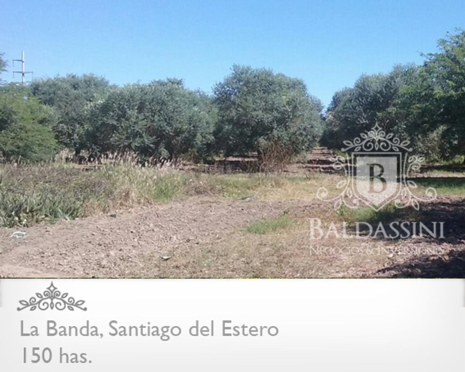 Campo 150 HAS Agrícola, en La Banda, Santiago del Estero · Capital — foto 5