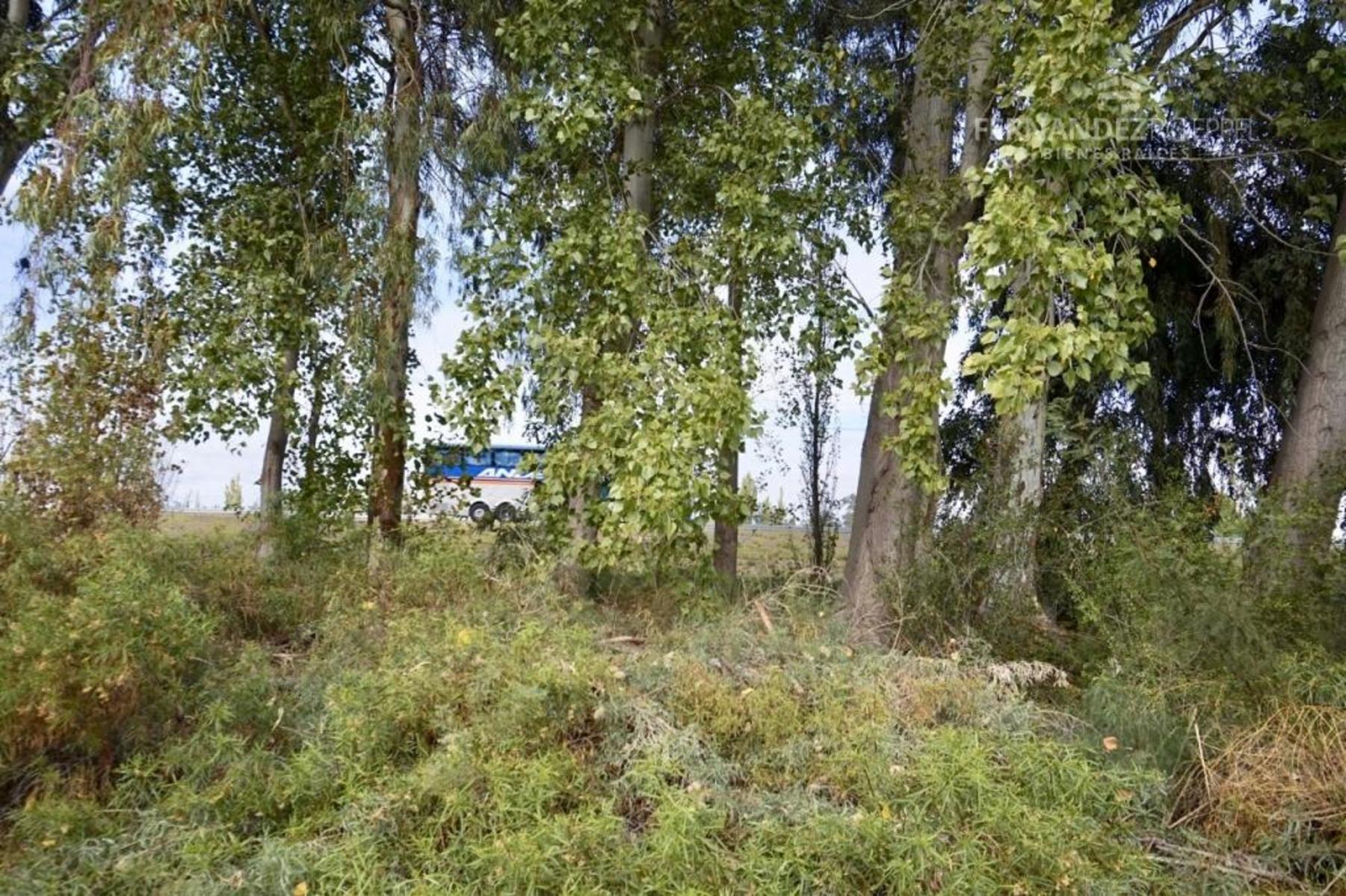 Acceso Este · Santa Rosa — foto 11