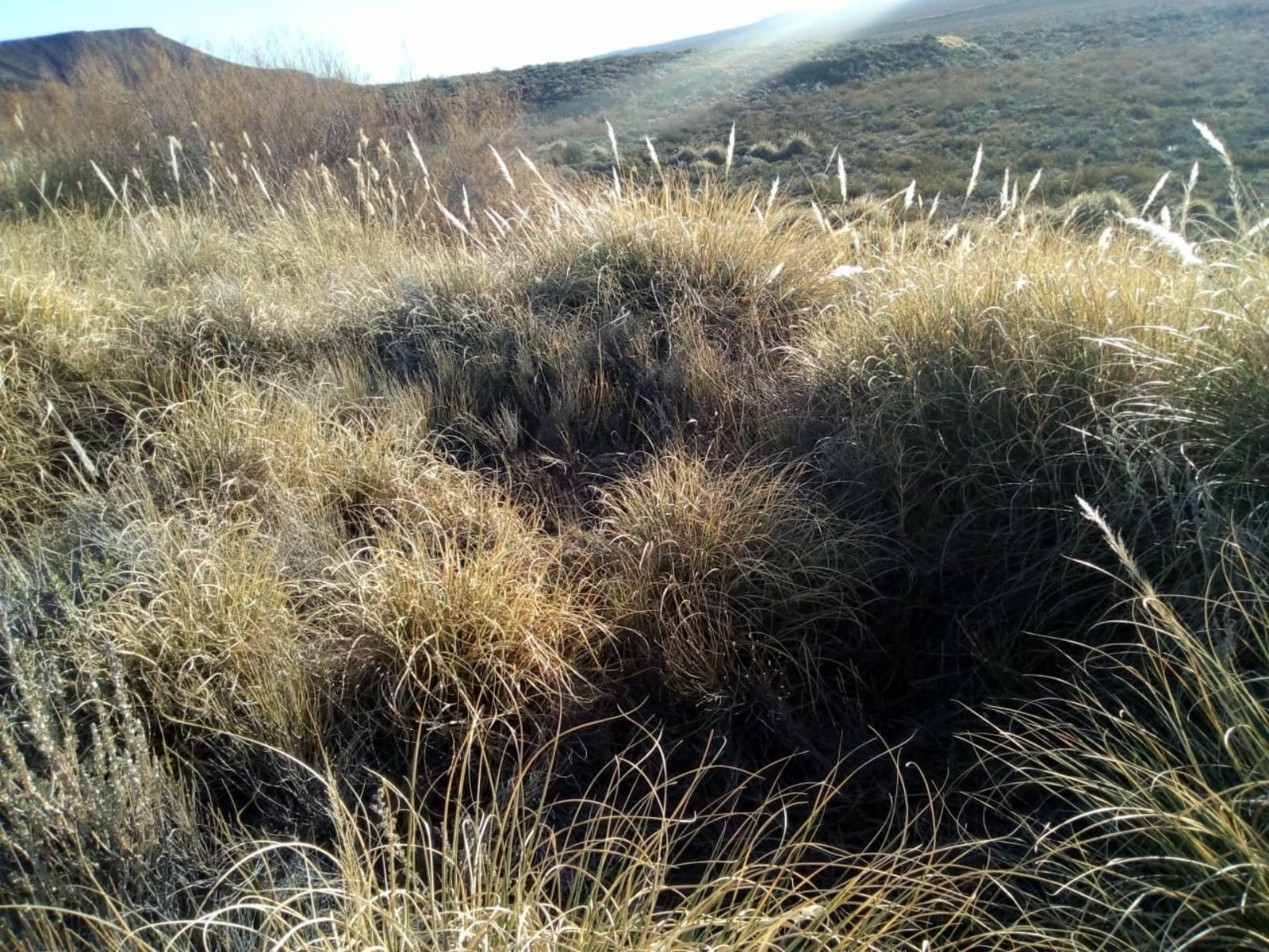 RUTA 143 · Limay Mahuida — foto 25