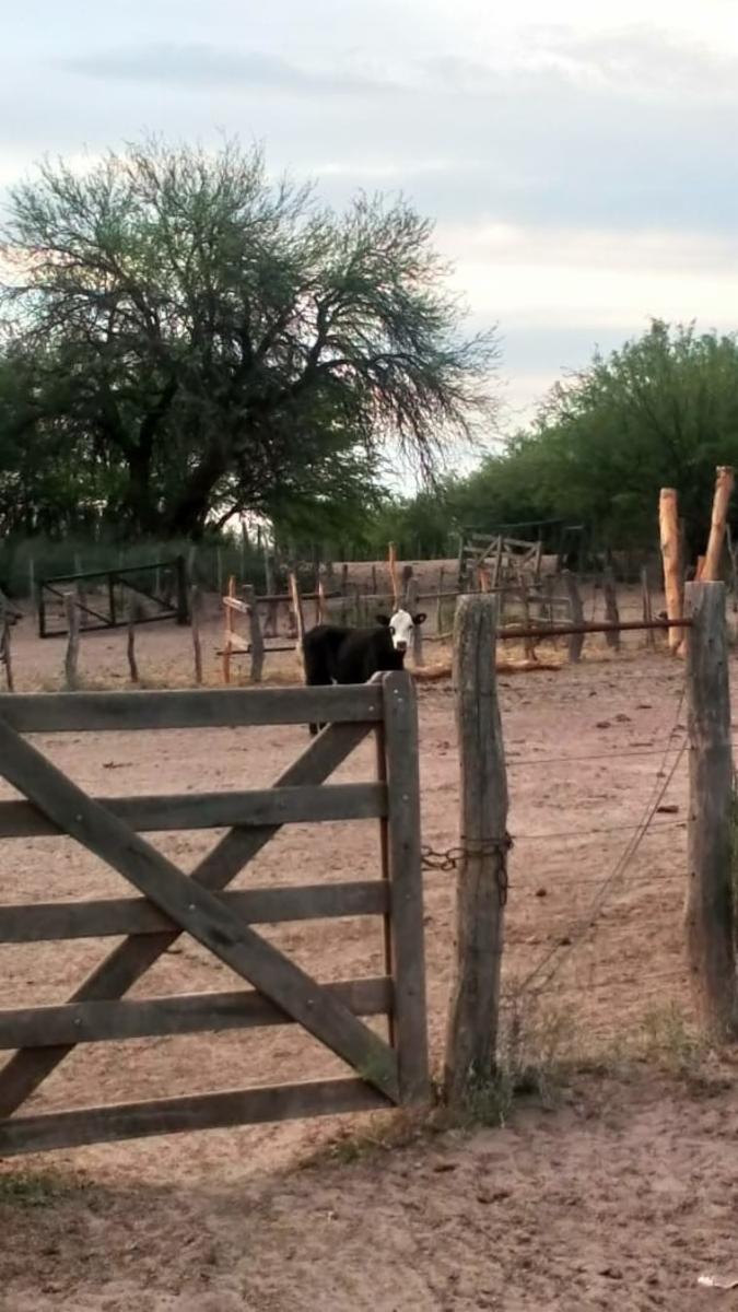 RUTA 143 · Limay Mahuida — foto 33
